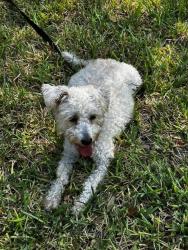 Reunited Unknown Dog last seen Creekbend close to Old Port Isabel, Brownsville, TX 78521