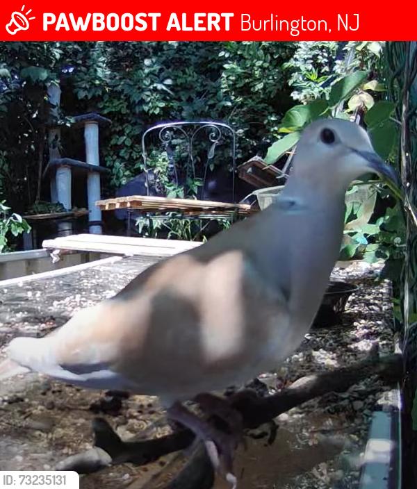 Lost Unknown Bird last seen Fernwood Avenue and Wood Street, Burlington, NJ 08016