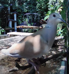 Lost Unknown Bird last seen Fernwood Avenue and Wood Street, Burlington, NJ 08016