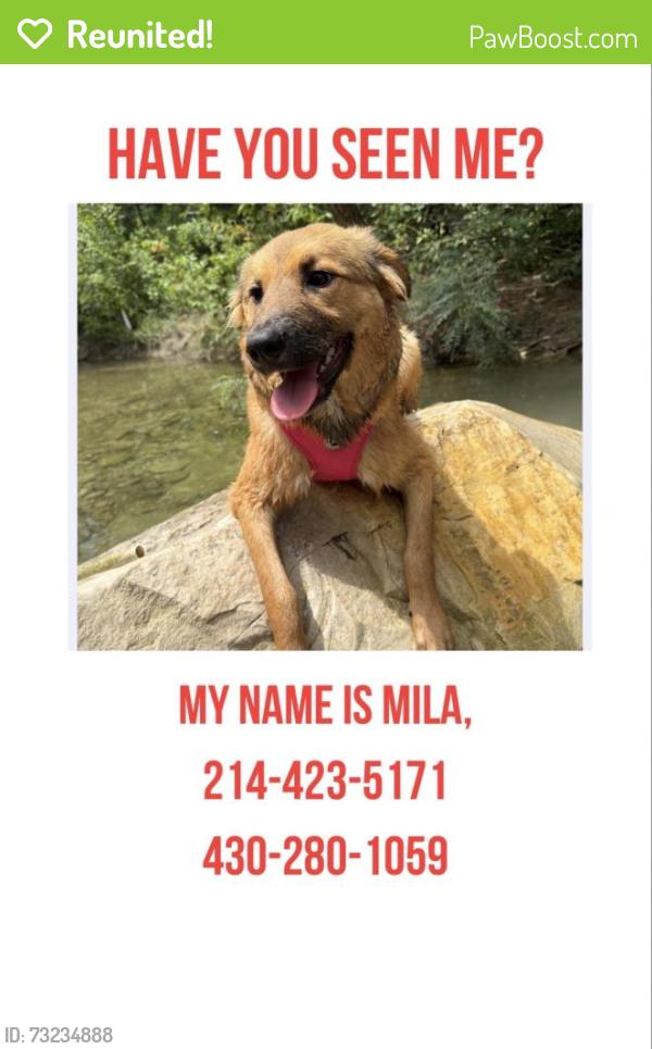 Reunited Female Dog last seen Near Touraine Dr, Frisco, TX 75034, USA, Frisco, TX 75034