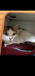 Lost Female Cat last seen St. Vincent and Hanmer, Barrie, ON 