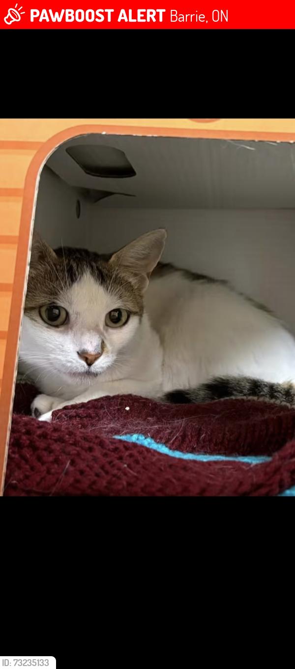 Lost Female Cat last seen St. Vincent and Hanmer, Barrie, ON 