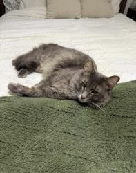 Reunited Male Cat last seen Right across from Shotwell gardens, Medina, OH 44256