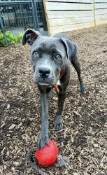 Shelter Stray Female Dog last seen Near Tulip Dr, 30032, GA, 3280 Chamblee Dunwoody Rd, Chamblee, GA 30341, USA