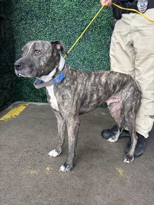 Shelter Stray Male Dog last seen Tiger and Dyer Street, CITY of El Paso, TX, 5001 Fred Wilson Ave, El Paso, TX 79906, USA