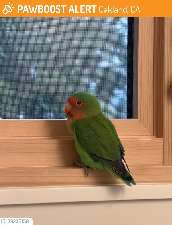 Found/Stray Unknown Bird last seen Coolidge Ave & Carmel Street, Oakland, CA 94602