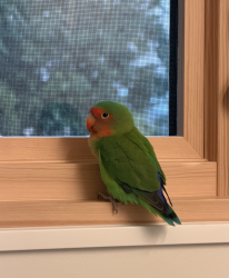 Found/Stray Unknown Bird last seen Coolidge Ave & Carmel Street, Oakland, CA 94602