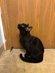 Lost Male Cat last seen Westwind Ct & Whispering Oak Blvd, Hilliard, Hilliard, OH 43026