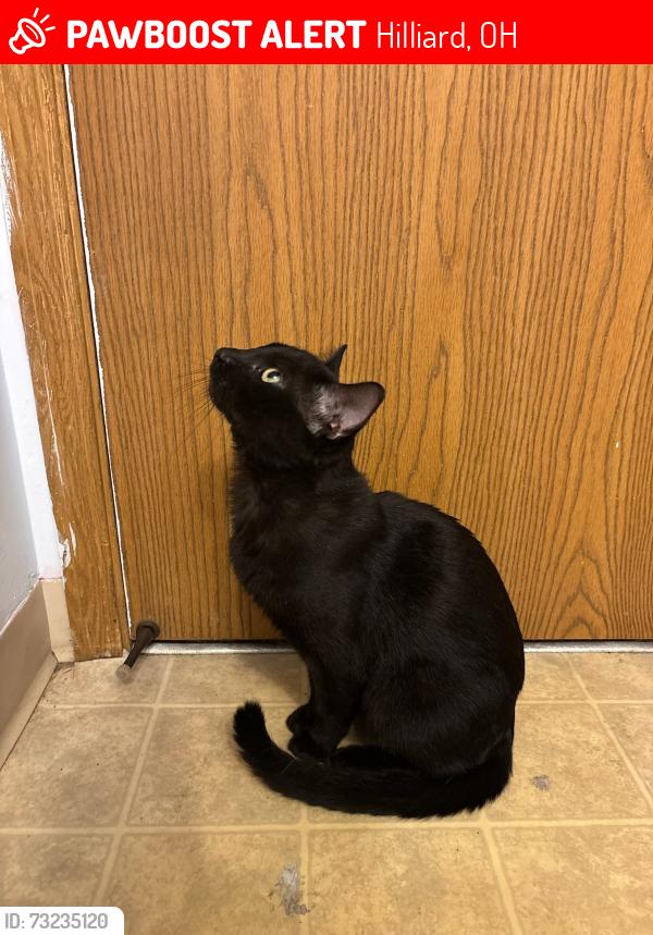 Lost Male Cat last seen Westwind Ct & Whispering Oak Blvd, Hilliard, Hilliard, OH 43026