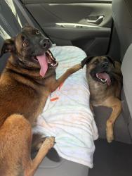 Reunited Unknown Dog last seen Mustang St, Palm Beach County, FL 33428