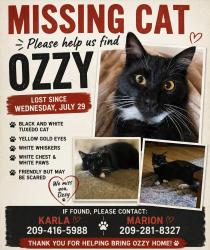 Lost Female Cat last seen McKendry, Modesto, CA 95350