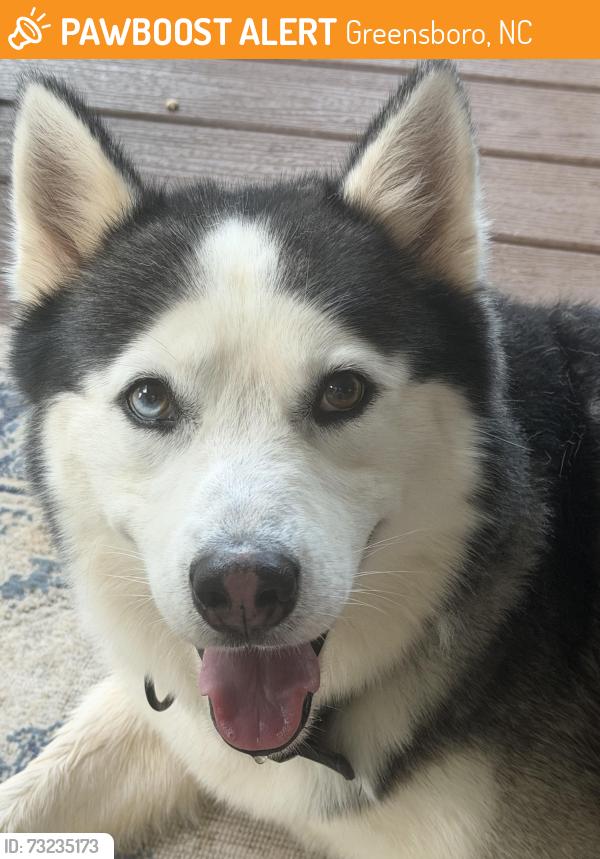 Found/Stray Male Dog last seen Calvert st, Greensboro, NC 27405