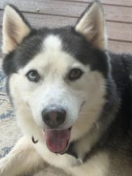 Found/Stray Male Dog last seen Calvert st, Greensboro, NC 27405