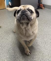 Shelter Stray Male Dog last seen Maywood Street, Escondido, CA, 92027, Escondido, CA 92027, USA
