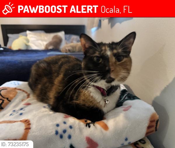 Lost Female Cat last seen Ocala Crossings 34476, Ocala, FL 34471