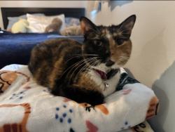 Lost Female Cat last seen Ocala Crossings 34476, Ocala, FL 34471