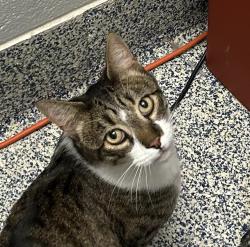 Shelter Stray Male Cat last seen W Quincy Ave & Carr Ct, Littleton, CO, 80123, 580 McIntyre St, Golden, CO 80401, USA