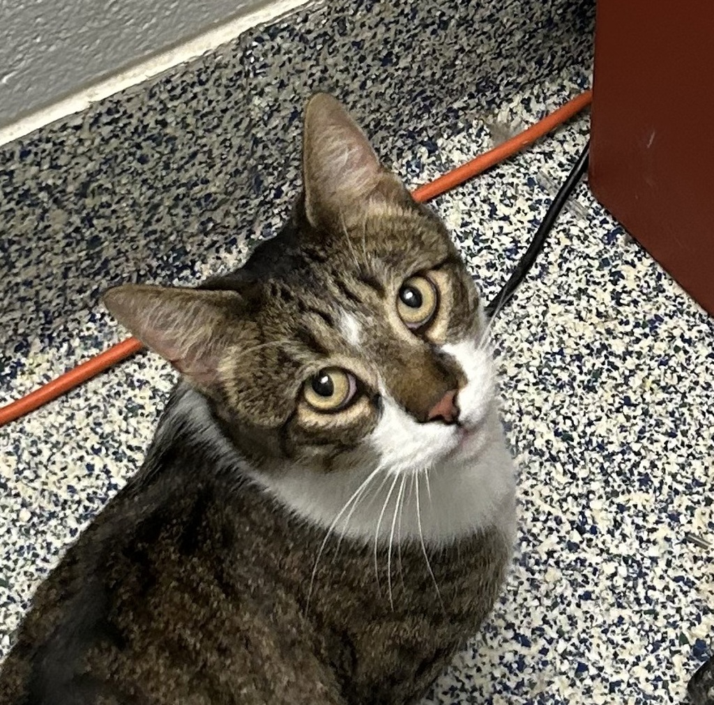 Shelter Stray Male Cat last seen W Quincy Ave & Carr Ct, Littleton, CO, 80123, 580 McIntyre St, Golden, CO 80401, USA
