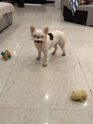 Reunited Female Dog last seen Sw 8 st, Miami, FL 33174