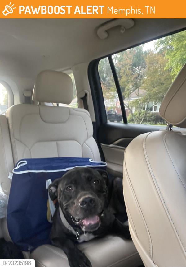 Found/Stray Male Dog last seen Highland Ave. & Sam Cooper Blvd., Memphis, TN 38103