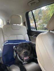 Found/Stray Male Dog last seen Highland Ave. & Sam Cooper Blvd., Memphis, TN 38103