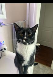 Lost Male Cat last seen Silverado garden apmts, Napa, CA 94559