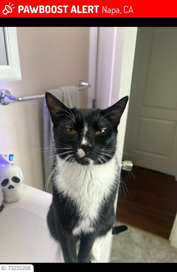 Lost Male Cat last seen Silverado garden apmts, Napa, CA 94559