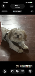 Lost Male Dog last seen Dounreay and lake Conroe village, Montgomery, TX 77316