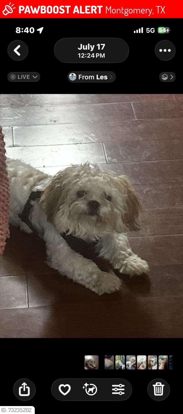 Lost Male Dog last seen Dounreay and lake Conroe village, Montgomery, TX 77316
