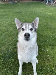 Lost Female Dog last seen Rd 19 NE, Lakeview, WA 98851