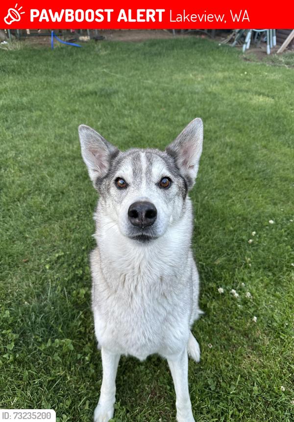 Lost Female Dog last seen Rd 19 NE, Lakeview, WA 98851
