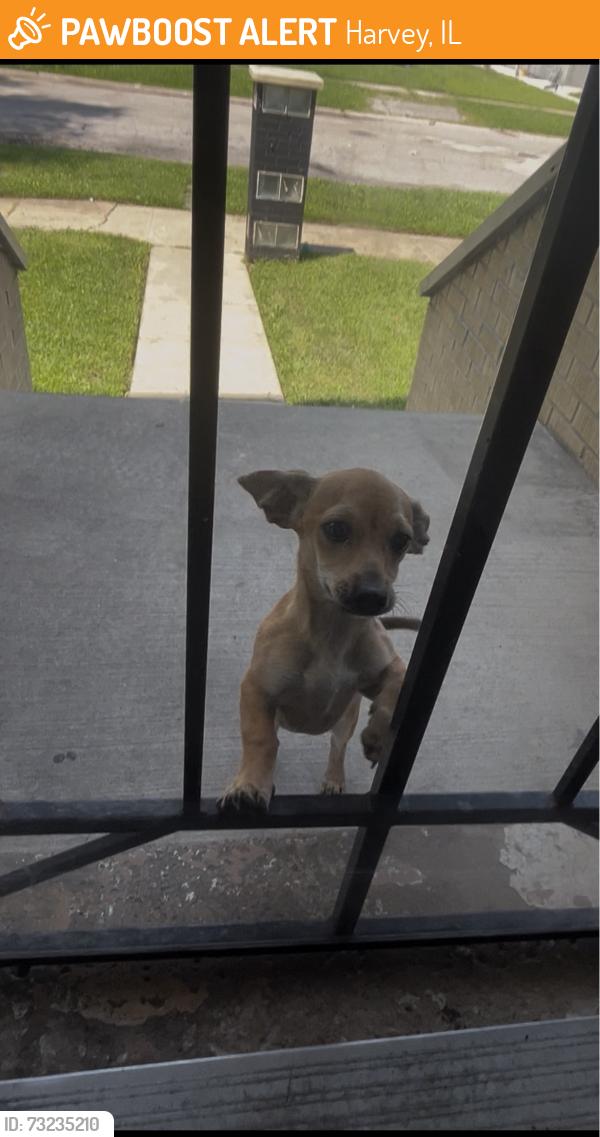 Found/Stray Male Dog last seen In front of my front door, Harvey, IL 60426