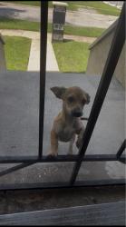 Found/Stray Male Dog last seen In front of my front door, Harvey, IL 60426