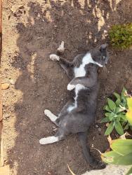 Reunited Male Cat last seen Near Meade Ave, San Diego, CA 92115, USA, San Diego, CA 92115