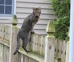 Reunited Male Cat last seen Westmoreland Ave. and Overland Ave., New Castle County, DE 19804