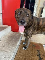 Found/Stray Male Dog last seen Shade Tree, Tezel, Braun oaks, San Antonio, TX 78254