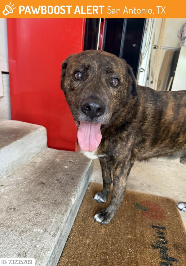 Found/Stray Male Dog last seen Shade Tree, Tezel, Braun oaks, San Antonio, TX 78254