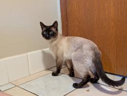 Found/Stray Male Cat last seen Commonwealth lake, Cedar Hills, OR 97225
