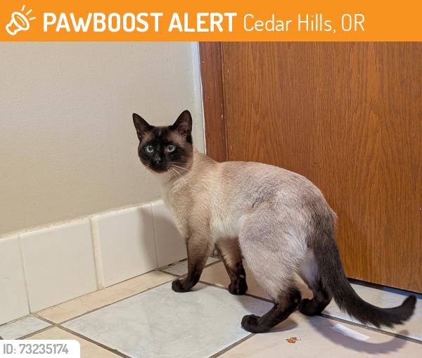 Found/Stray Male Cat last seen Commonwealth lake, Cedar Hills, OR 97225