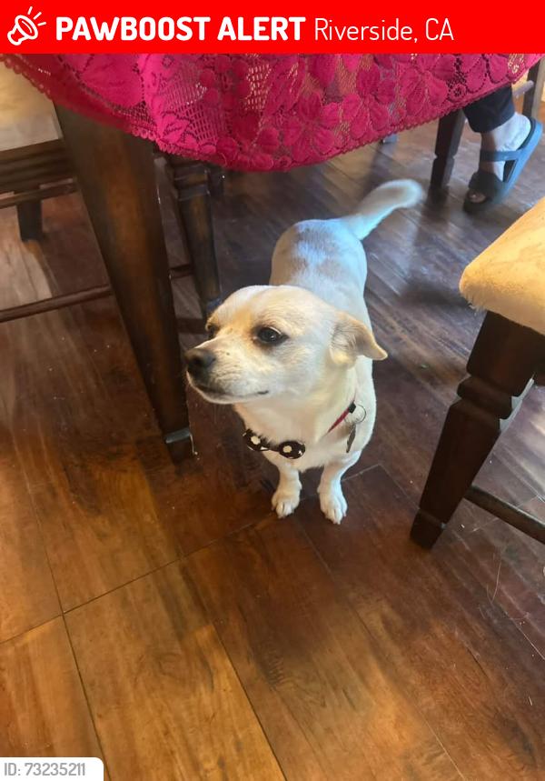 Lost Male Dog last seen Fountain St , Transit , Center St, Riverside, CA 92507