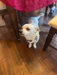 Lost Male Dog last seen Fountain St , Transit , Center St, Riverside, CA 92507