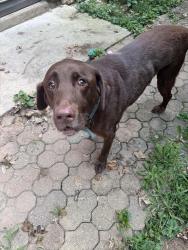 Found/Stray Male Dog last seen Sunnyside elementary, Indianapolis, IN 46236