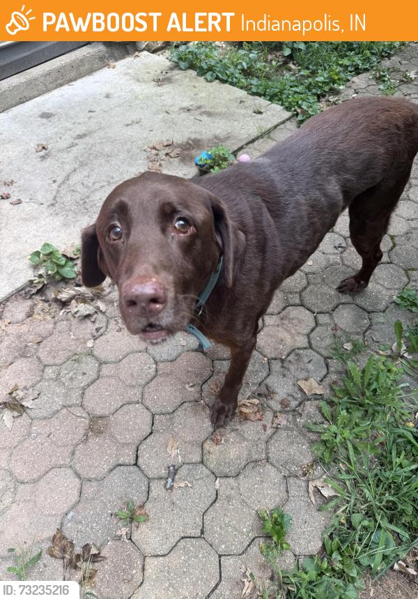 Found/Stray Male Dog last seen Sunnyside elementary, Indianapolis, IN 46236