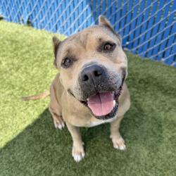 Shelter Stray Female Dog last seen , 12910 Yukon Ave, Hawthorne, CA 90250, USA