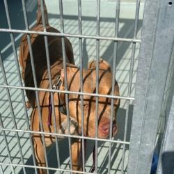 Shelter Stray Female Dog last seen , 12910 Yukon Ave, Hawthorne, CA 90250, USA
