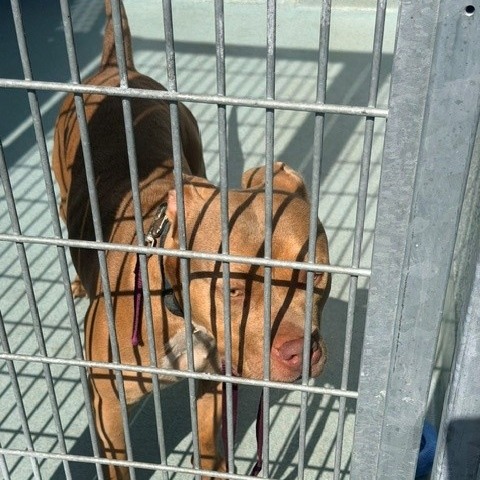 Shelter Stray Female Dog last seen , 12910 Yukon Ave, Hawthorne, CA 90250, USA