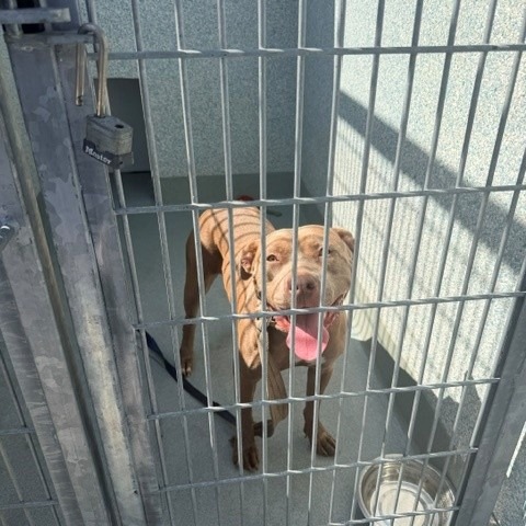 Shelter Stray Female Dog last seen , 12910 Yukon Ave, Hawthorne, CA 90250, USA