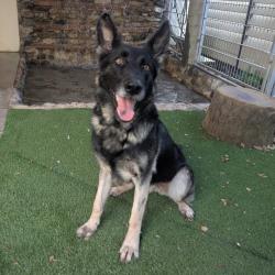 Shelter Stray Female Dog last seen , 361 S Raymond Ave, Pasadena, CA 91105, USA
