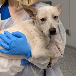 Shelter Stray Male Dog last seen , 328 Furman Hall Rd, Greenville, SC 29609, USA