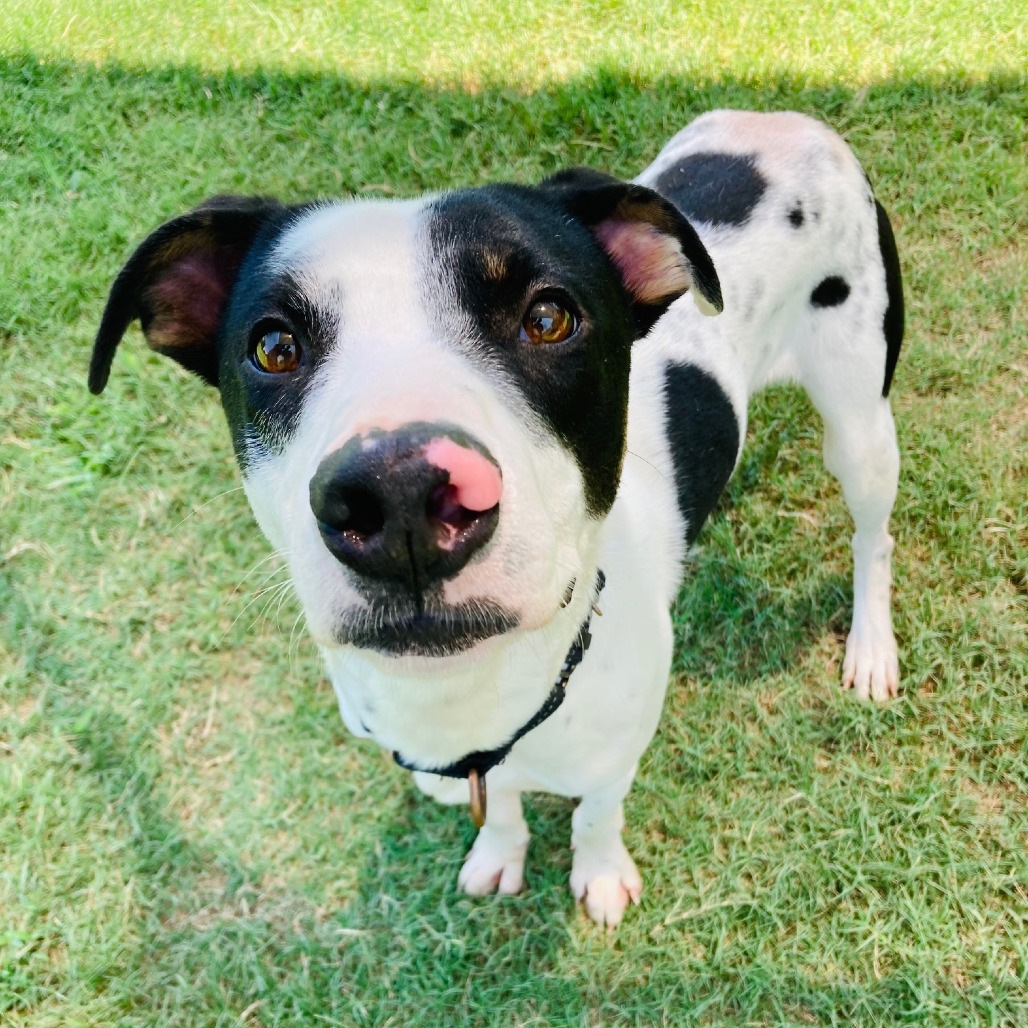 Shelter Stray Male Dog last seen , 2951 S 1st St, Cabot, AR 72023, USA